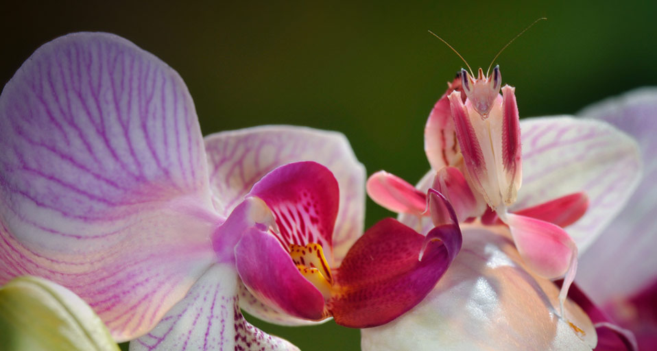 Orchid and Orchid Mantis