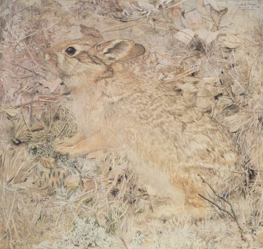The Cotton Tailed Rabbit Among Dry Grasses and Leaves.  Opaque watercolor over graphite on cream, smooth textured paper-surfaced pulpboard.  1904.