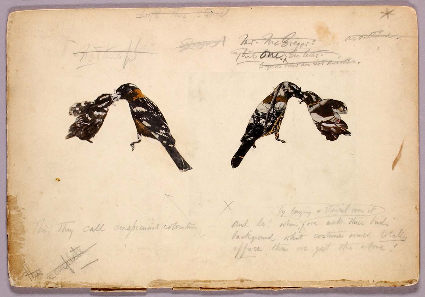 Black-headed Grosbeak, study for Concealing Color in the Animal Kingdom by Abott Thayer.  Mixed media collage, 1909